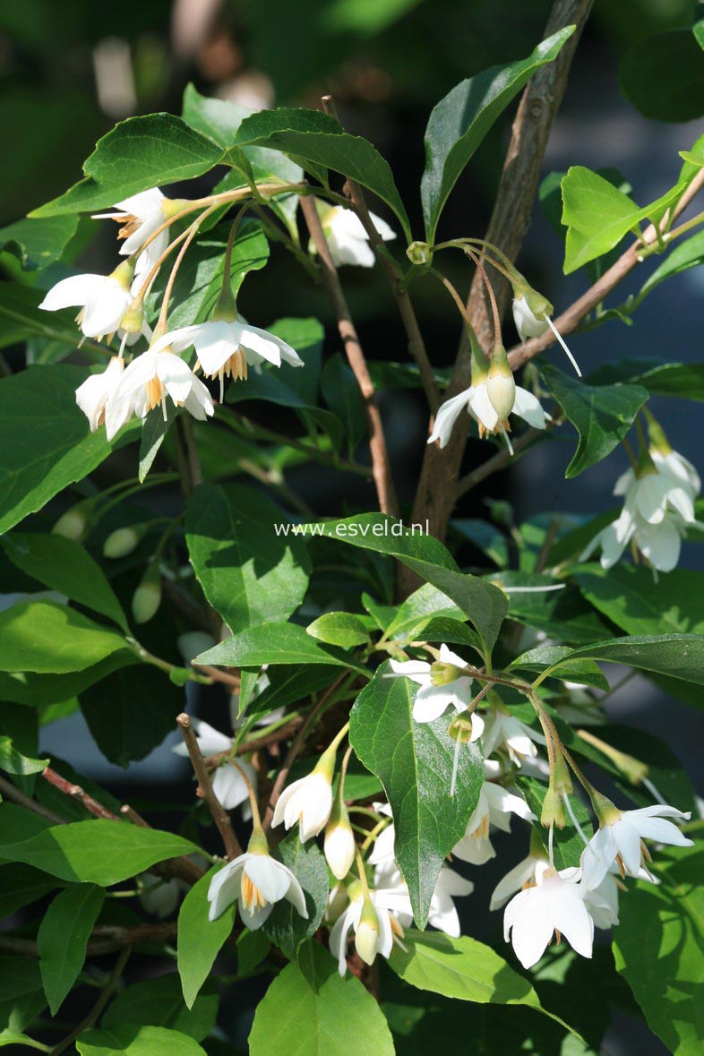 Styrax japonicus 'Snowfall'