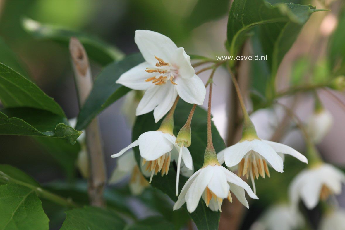 Styrax japonicus 'Snowfall'