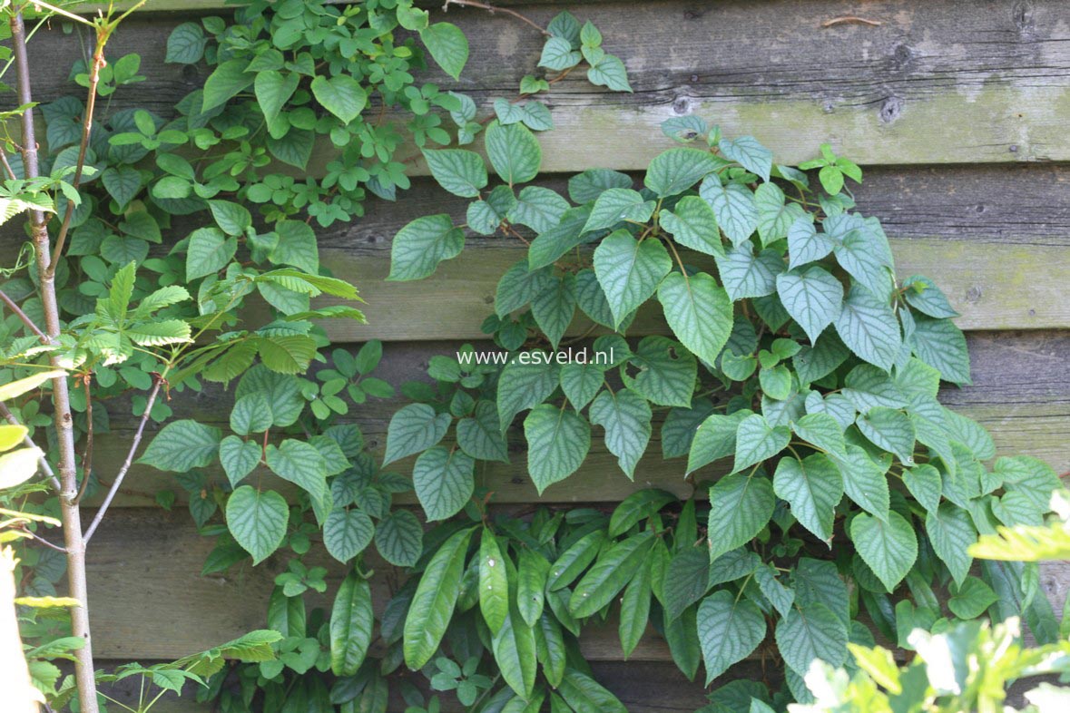 Schizophragma hydrangeoides 'Moonlight'