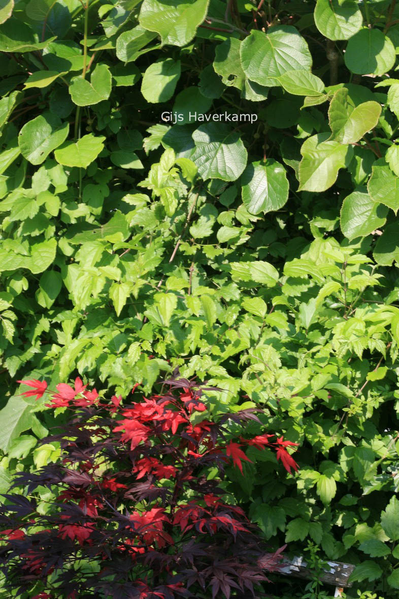 Actinidia deliciosa