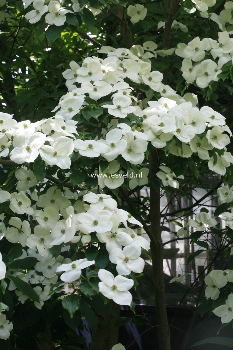 Cornus kousa 'Teutonia'