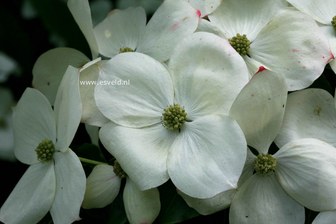 Cornus kousa 'Teutonia'