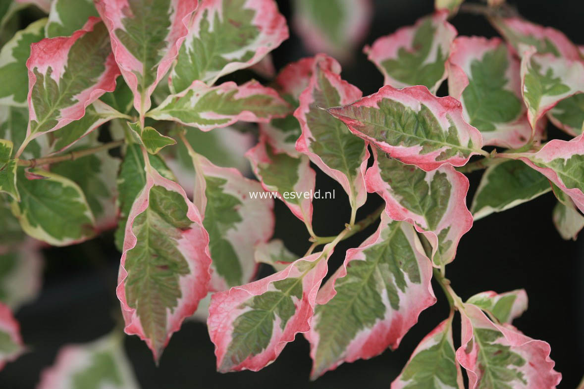 Cornus florida 'Daybreak'