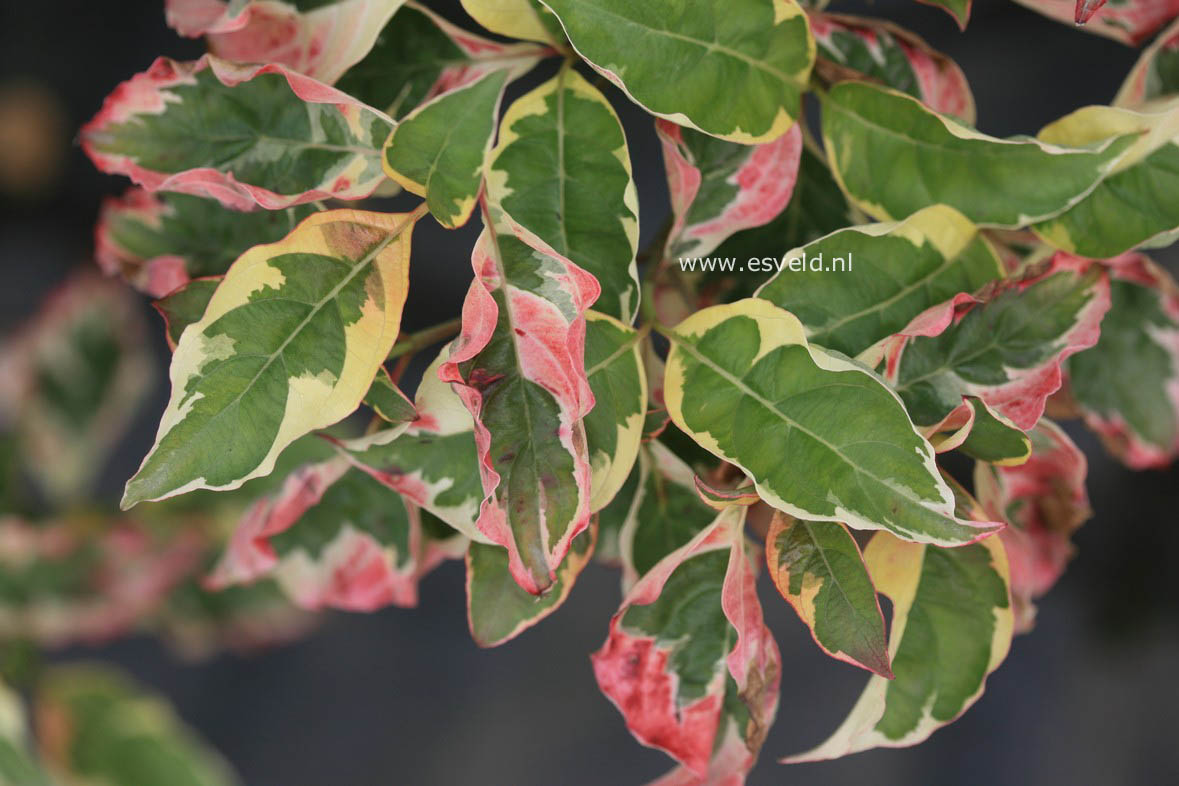 Cornus florida 'Pink Flame'