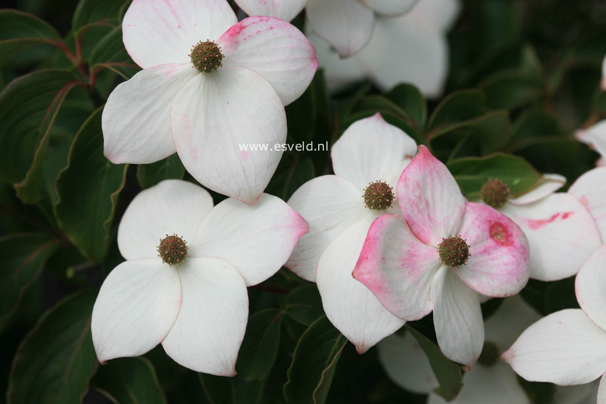 Cornus kousa 'Wieting's Select'