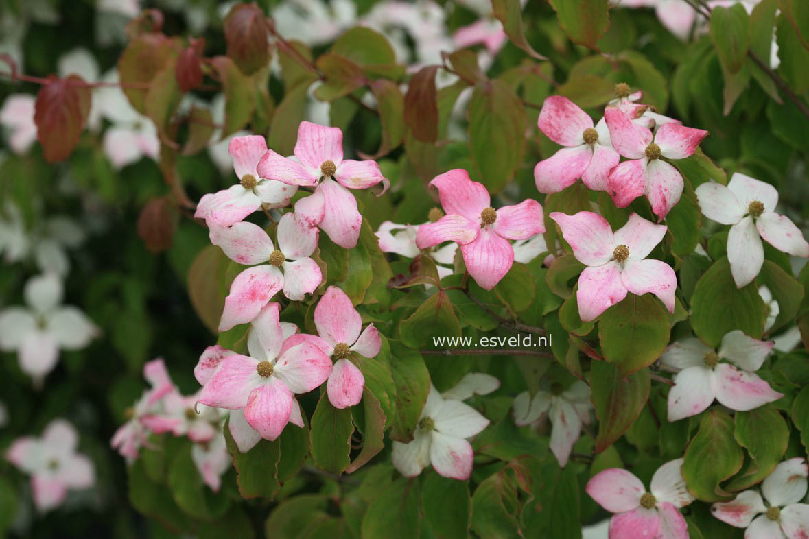 Cornus kousa 'Dwarf Pink'