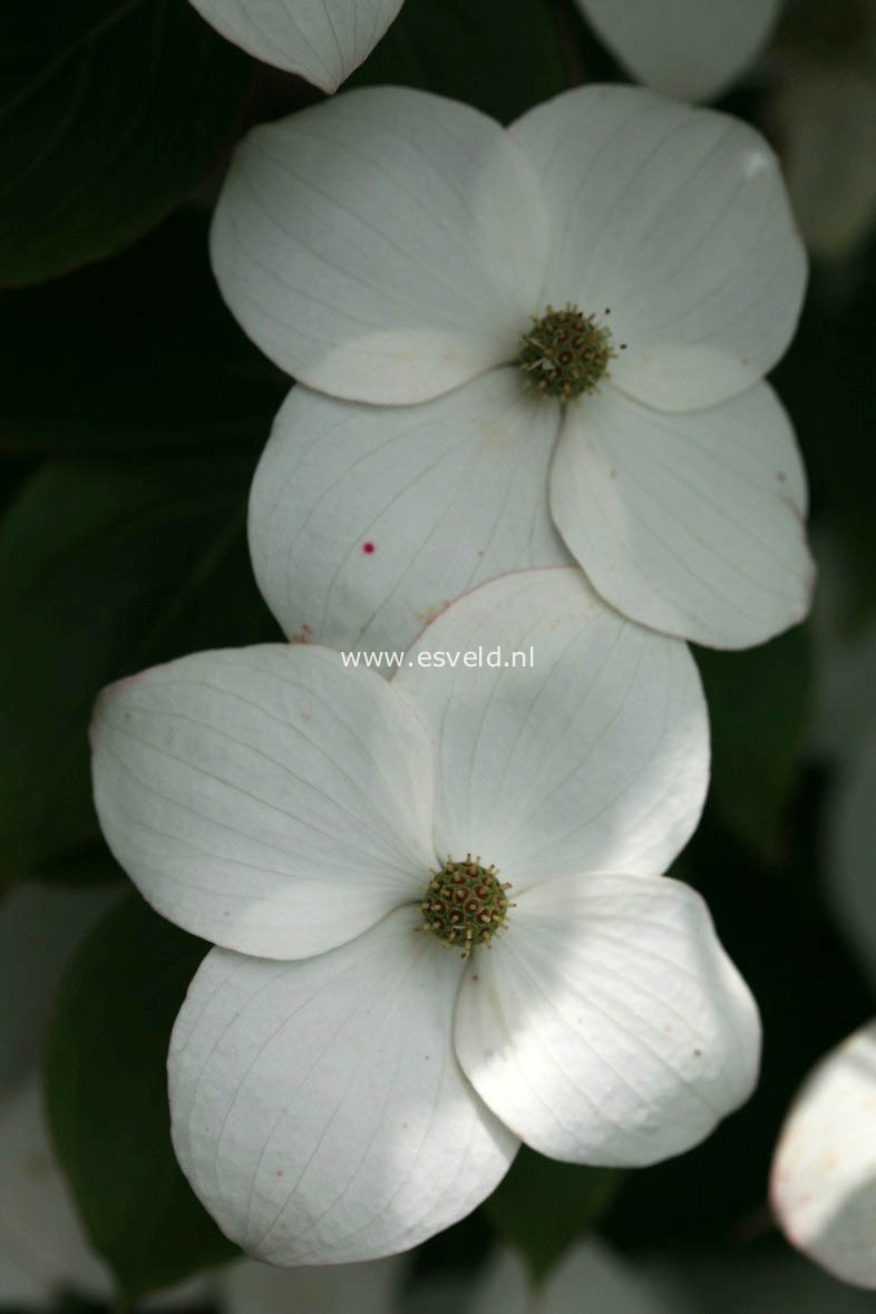 Cornus kousa 'Claudia'