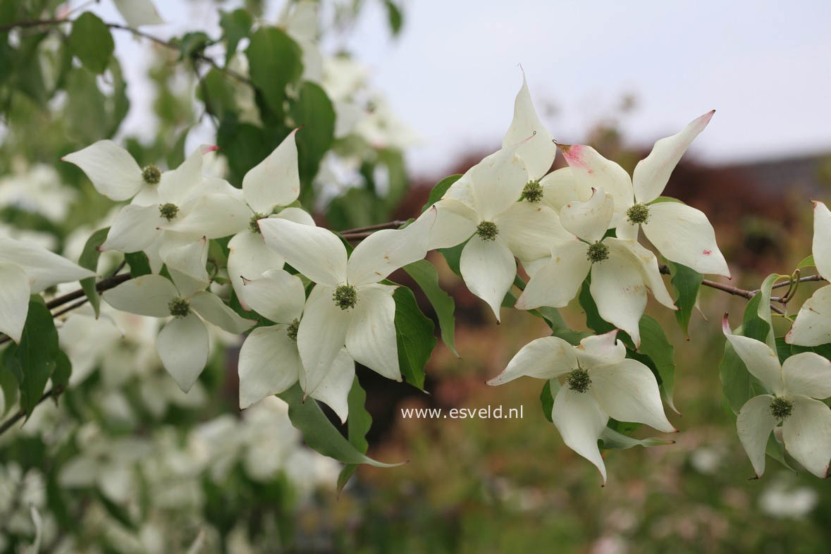 Cornus kousa 'Weisse Fontaene'