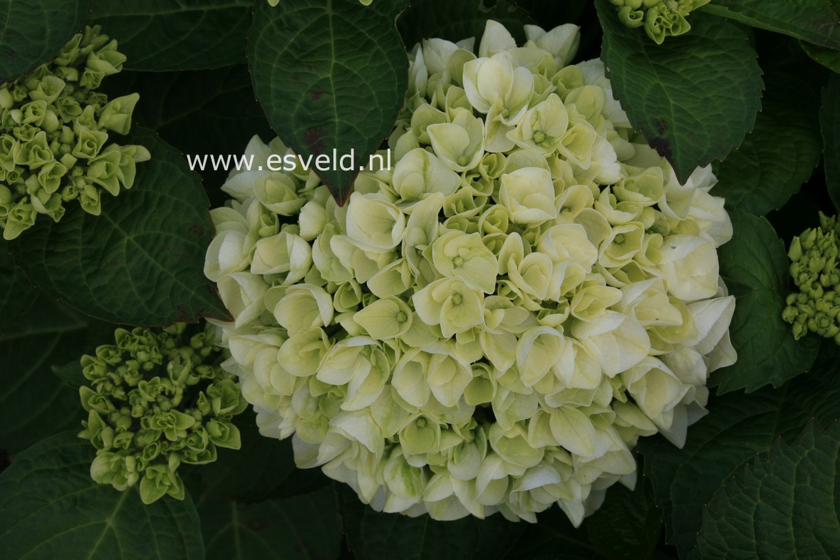 Hydrangea macrophylla 'Wudu'