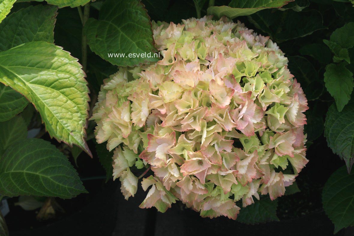 Hydrangea macrophylla 'Hortmoc' (MAGICAL OCEAN)