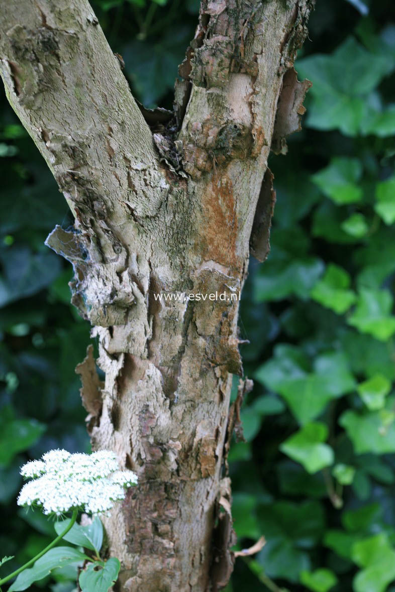 Cornus officinalis