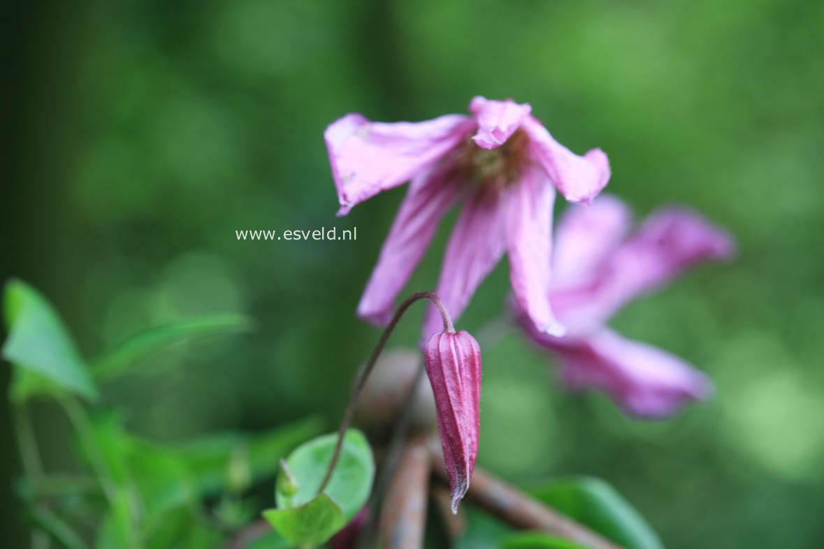 Clematis viticella