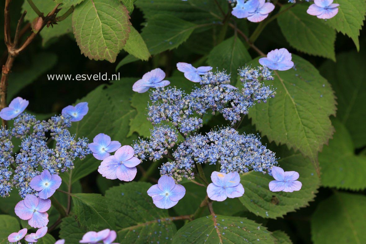 Hydrangea serrata 'Veerle'