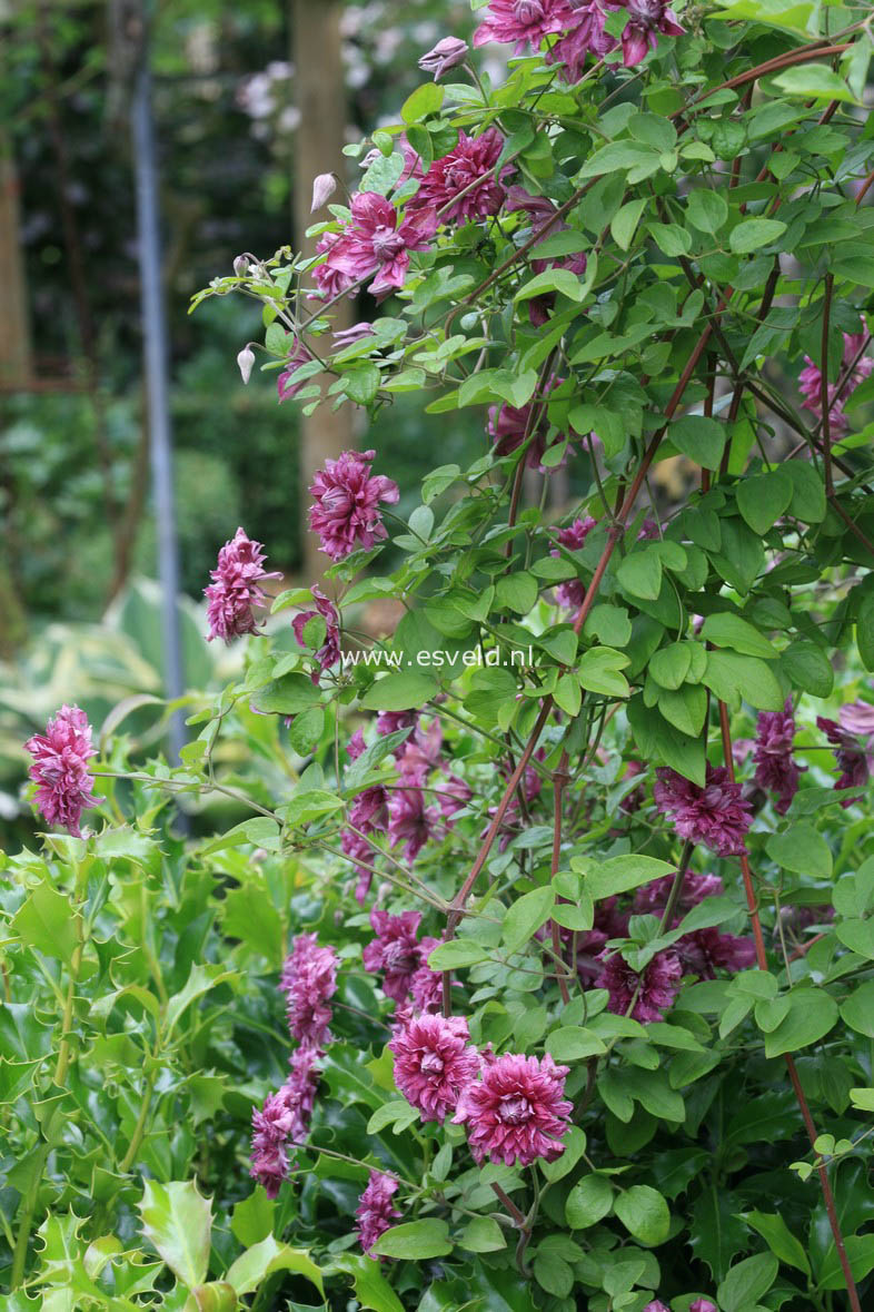 Clematis 'Purpurea Plena Elegans'