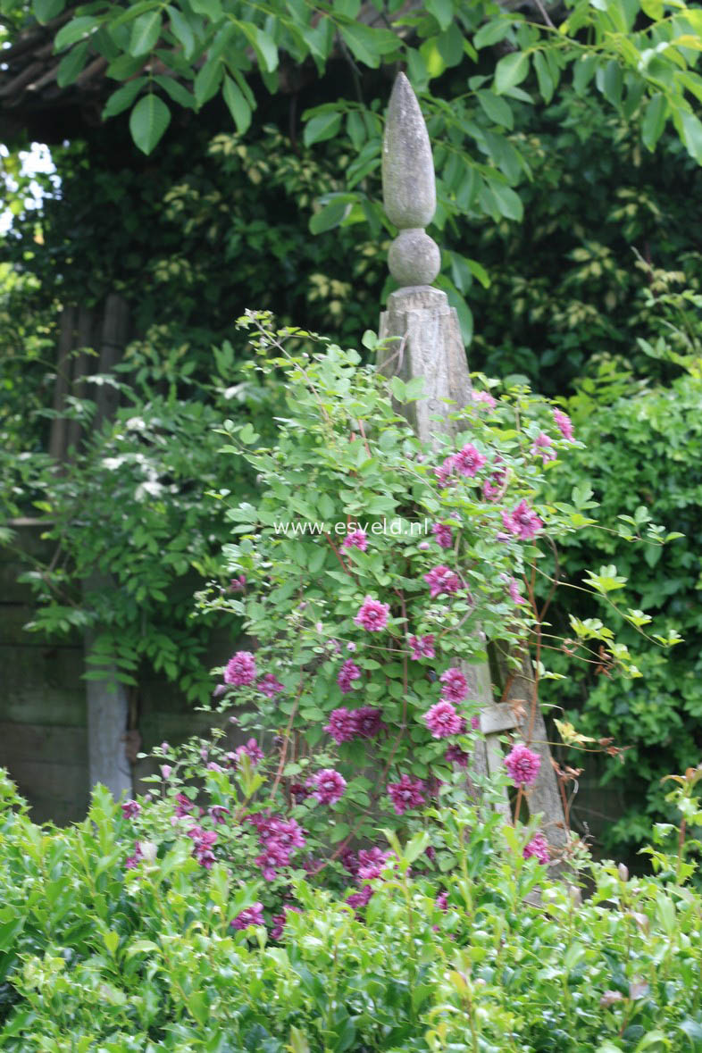 Clematis 'Purpurea Plena Elegans'