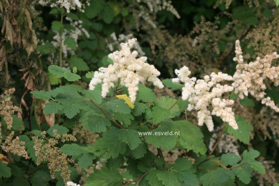 Holodiscus discolor