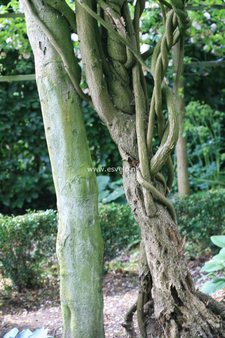 Wisteria floribunda