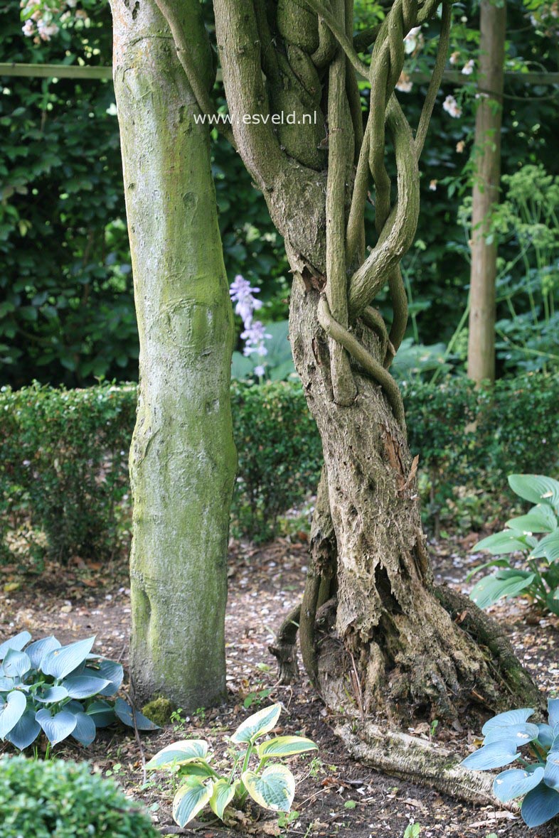 Wisteria floribunda