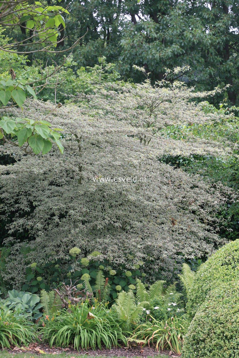 Cornus alternifolia 'Argentea'