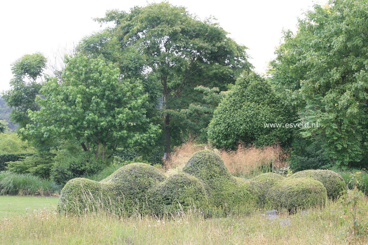 Buxus sempervirens