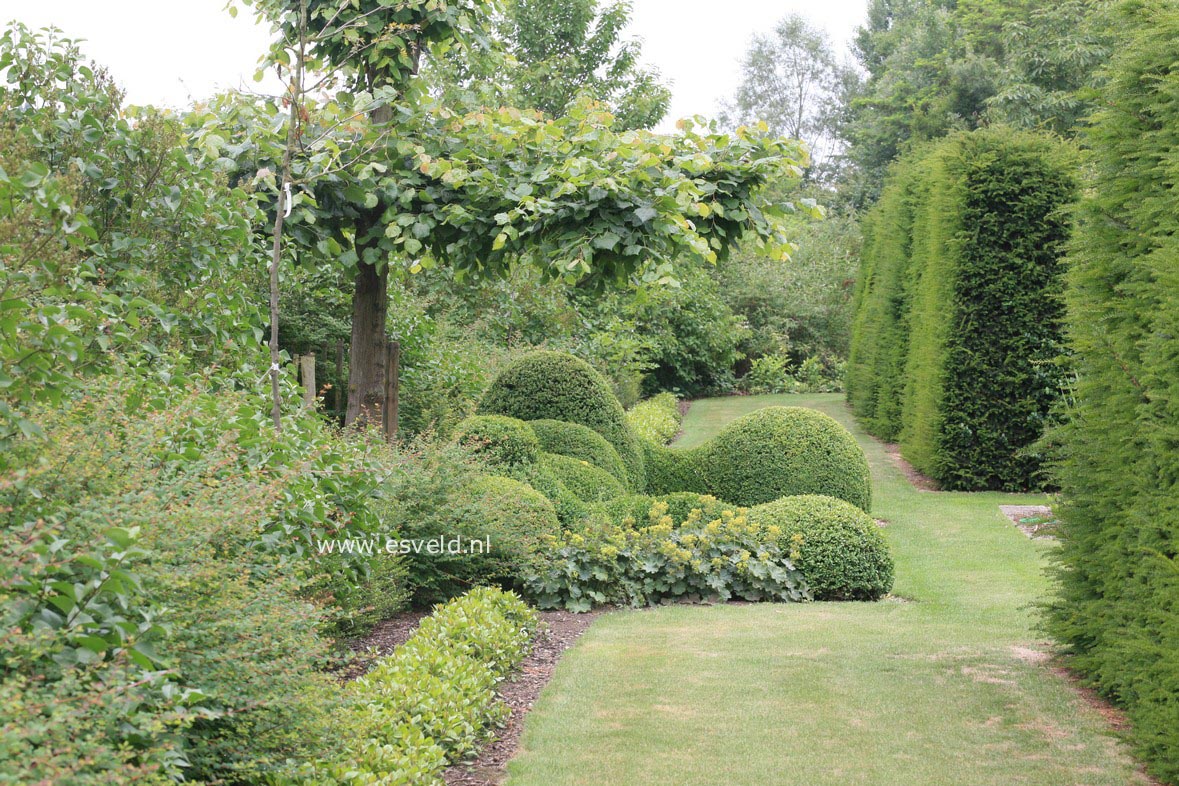 Buxus sempervirens