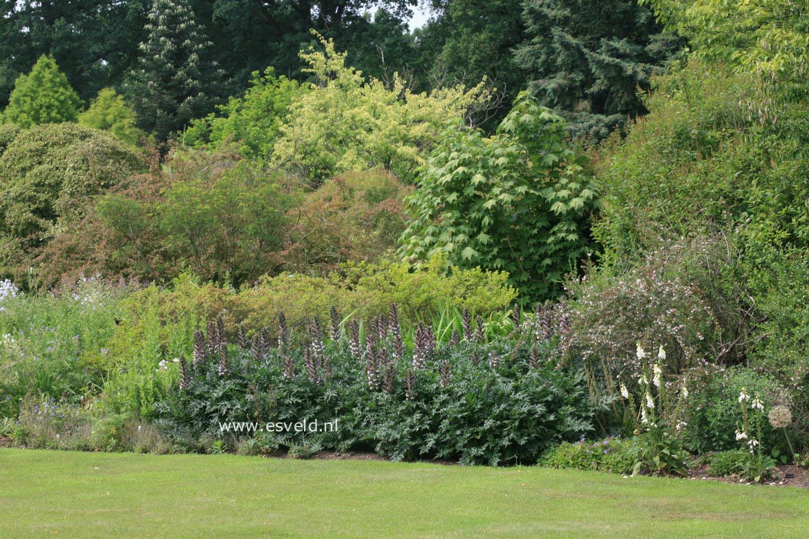 Acanthus spinosus