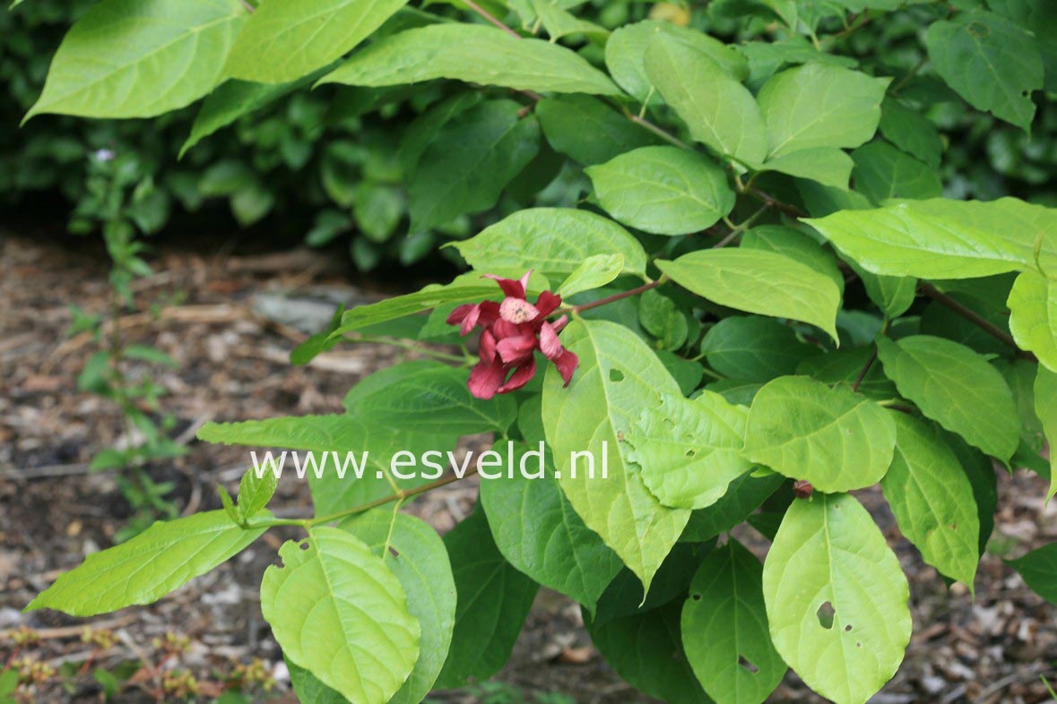 Calycanthus raulstonii 'Hartledge Wine'