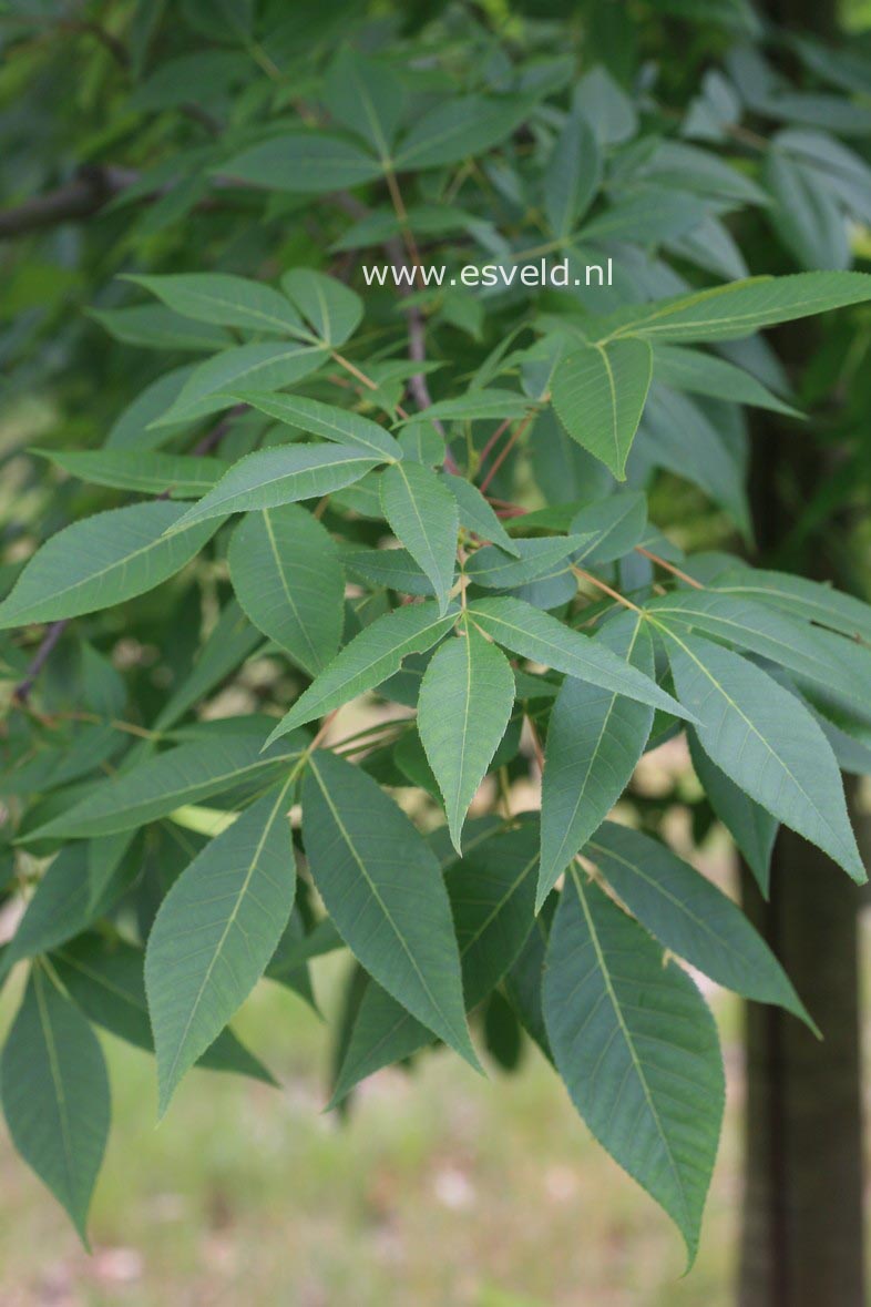 Carya glabra