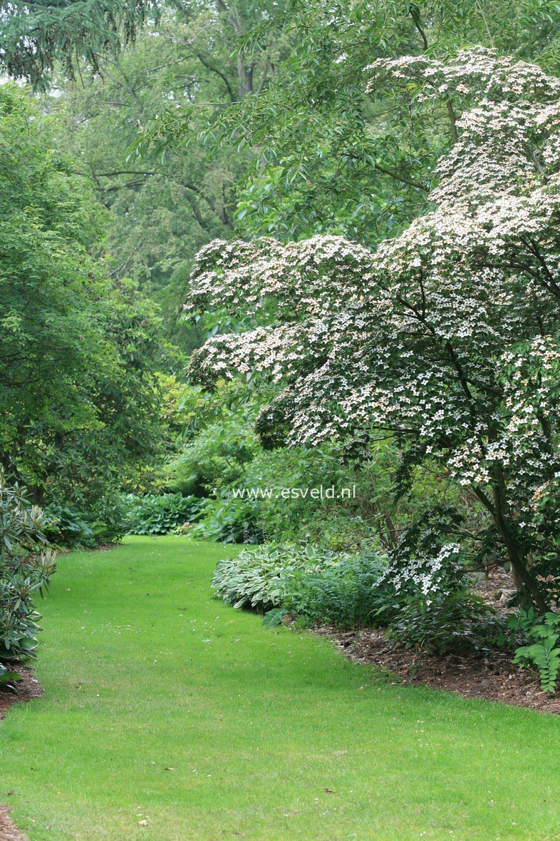 Cornus kousa