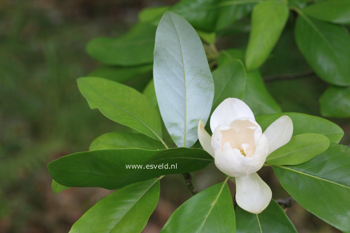 Magnolia virginiana