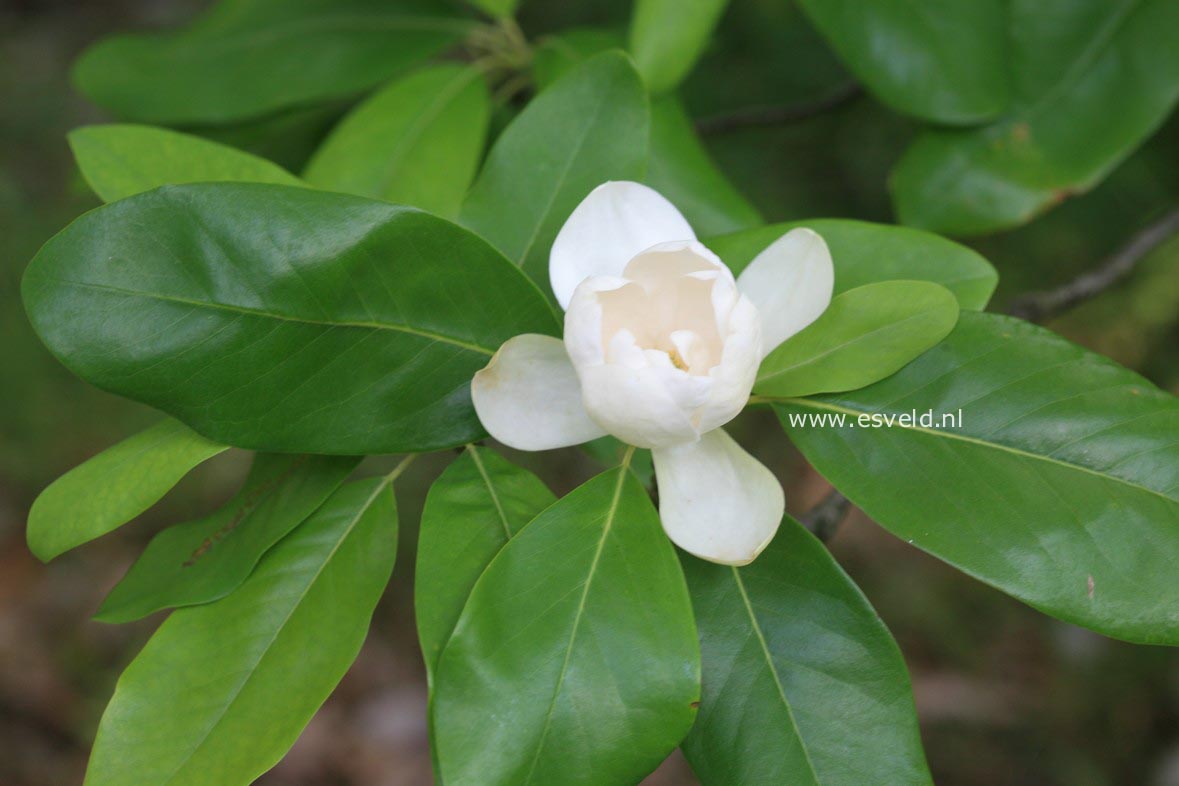 Magnolia virginiana