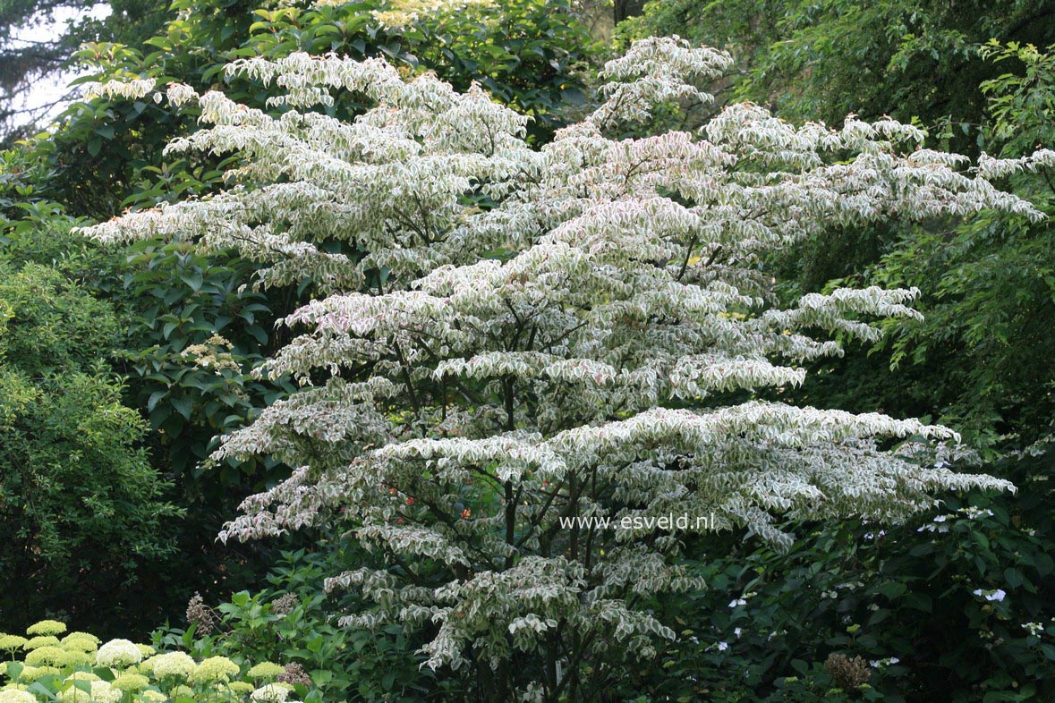 Cornus kousa 'Snowboy'