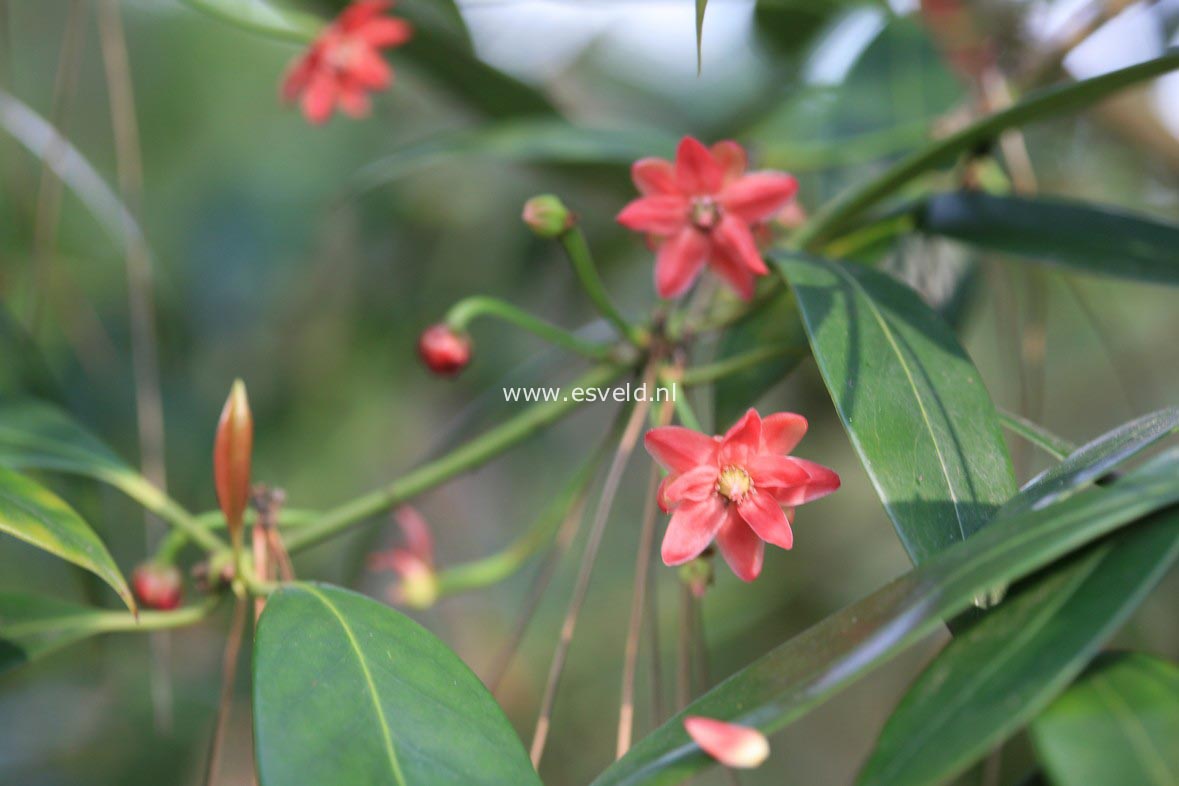 Illicium henryi