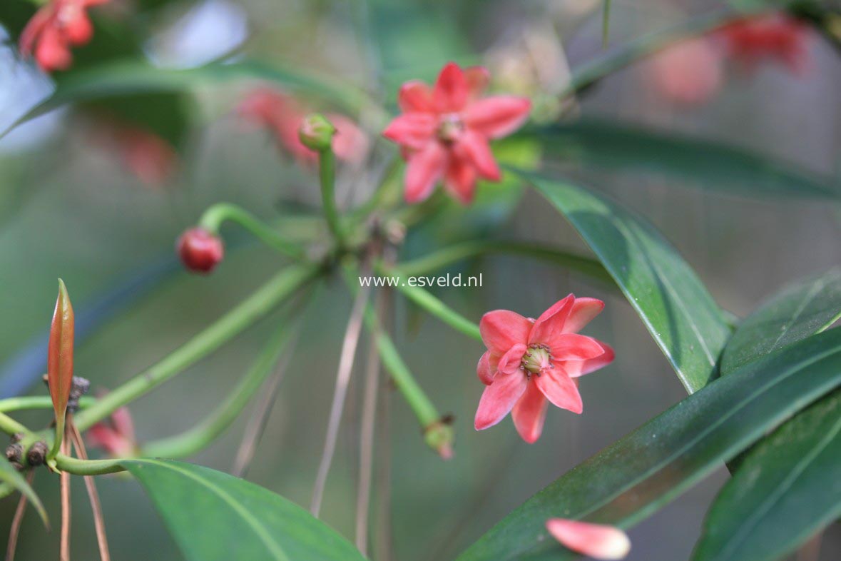 Illicium henryi