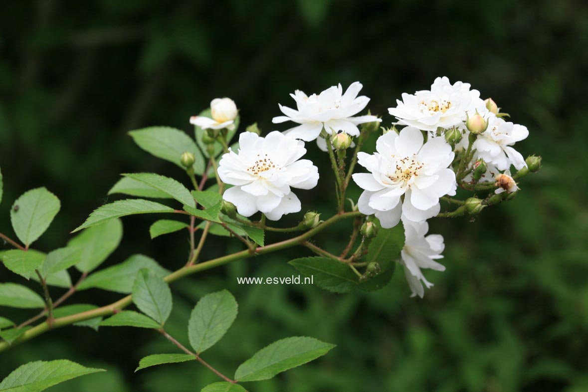 Rosa 'Lenalbi' (GUIRLANDE D'AMOUR)