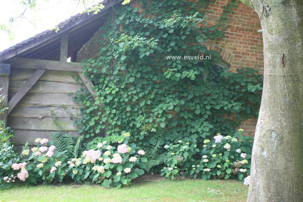 Hydrangea anomala petiolaris