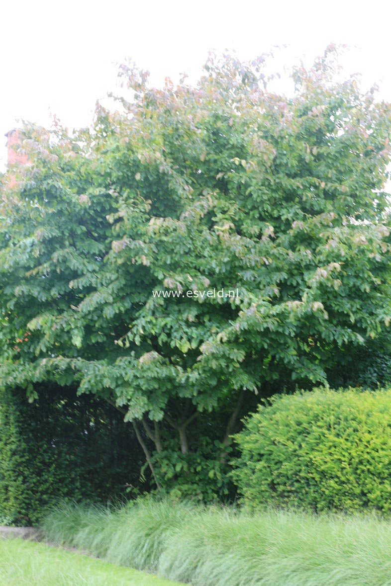 Parrotia persica