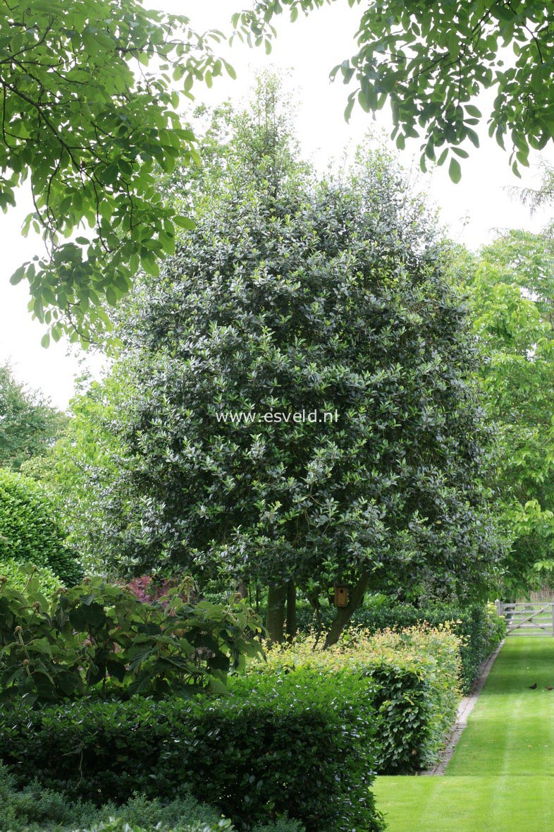 Ilex aquifolium