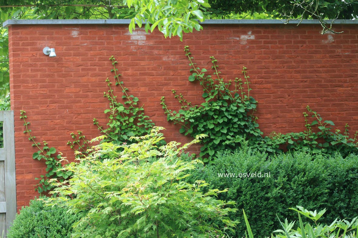 Hydrangea anomala petiolaris