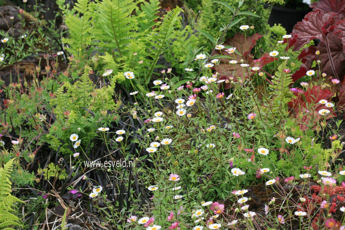 Erigeron karvinskianus