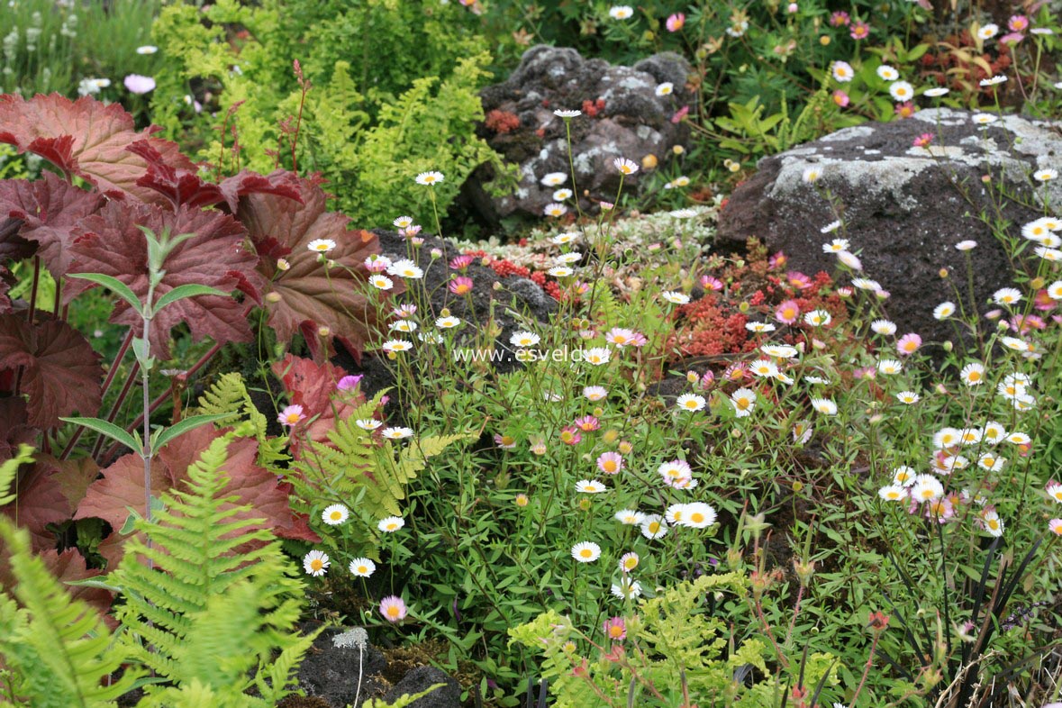 Erigeron karvinskianus