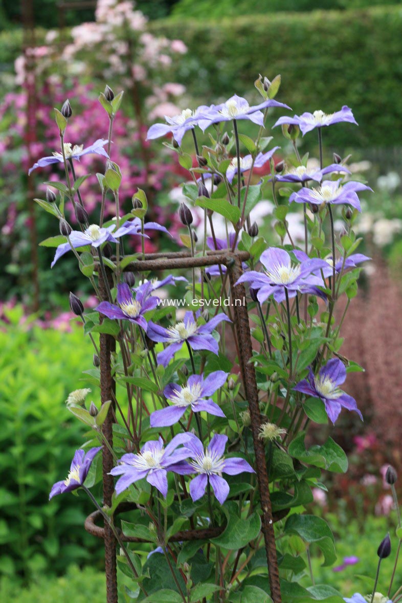 Clematis 'Arabella'