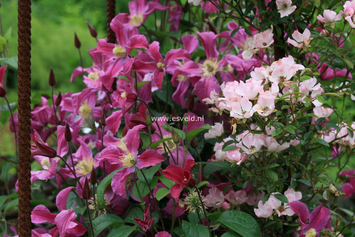 Clematis 'Zoin' (INSPIRATION)