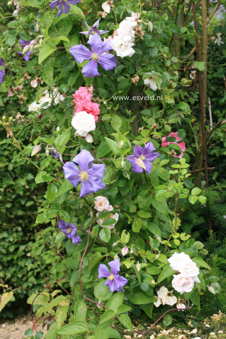 Clematis 'Blekitny Aniol' (BLUE ANGEL)