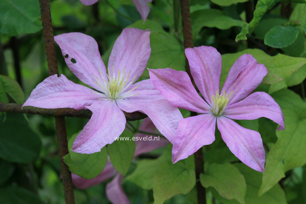 Clematis 'Comtesse de Bouchaud'