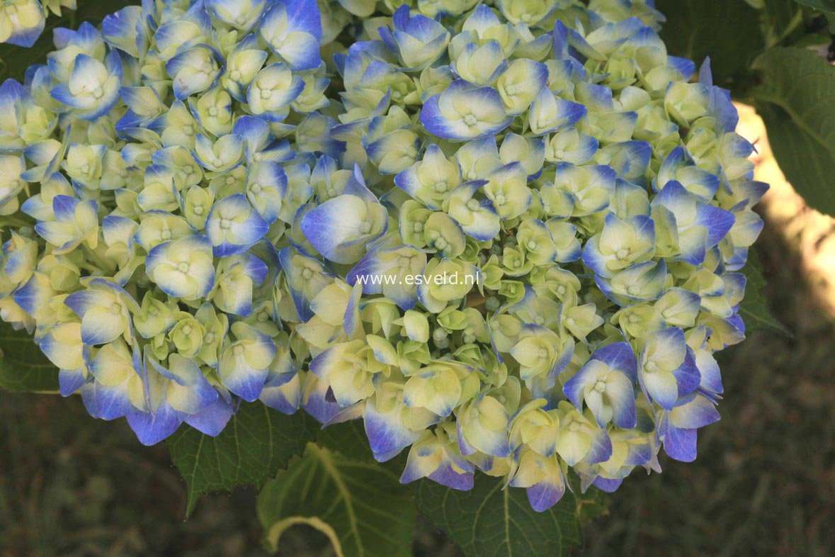 Hydrangea macrophylla 'Bela'