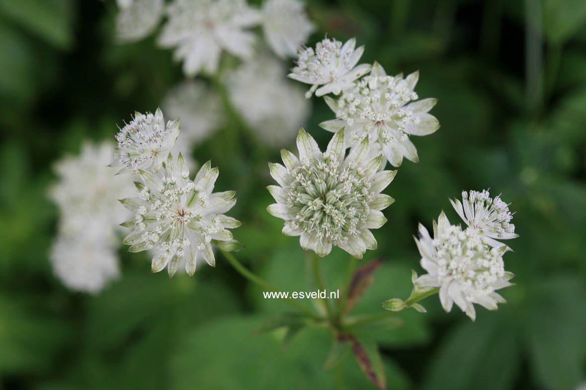 Astrantia major 'Superstar'