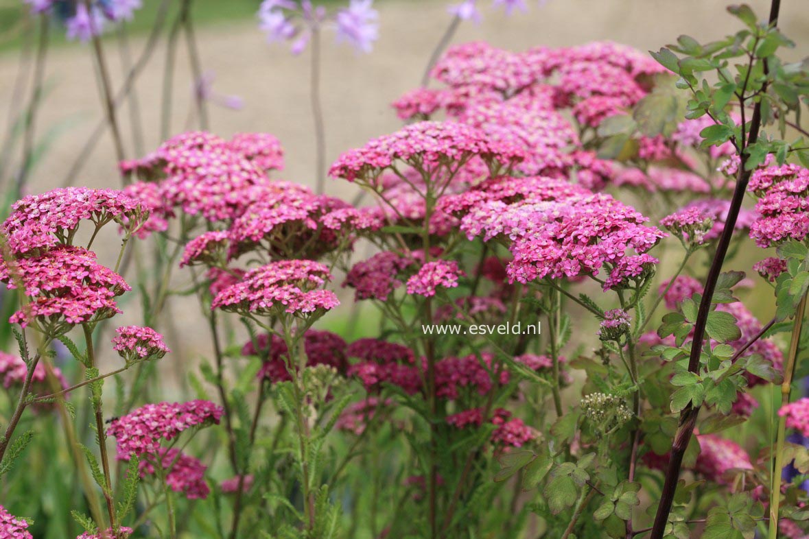 Achillea millefolium 'Excel'