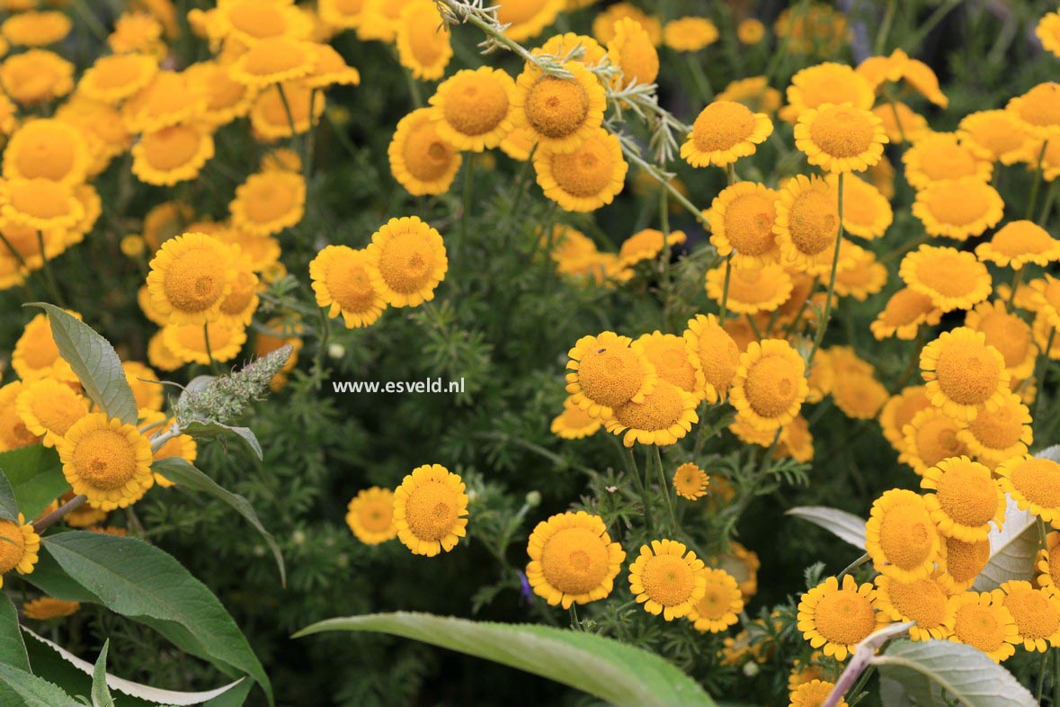 Anthemis tinctoria 'Charme'