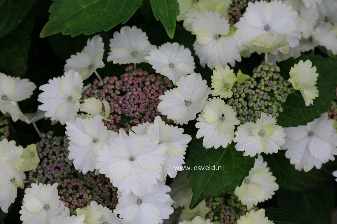 Hydrangea macrophylla 'Koria'